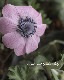 �����θ��異�ͥ�͡��إե륲�󥹡١��������ޤ���