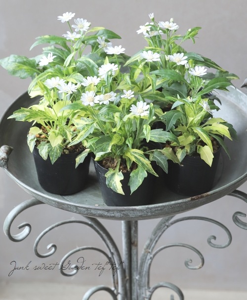 山野草】 斑入り都忘れ 『白花都忘れ -ミヤコワスレ-』 | すべての商品