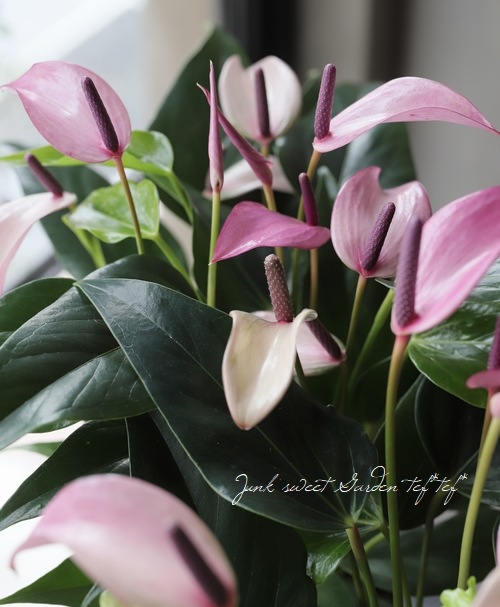 �ڴ��տ�ʪ�ۡ����󥹥ꥦ�ࡦ����ɥ쥢�ʥࡡ�إ�������