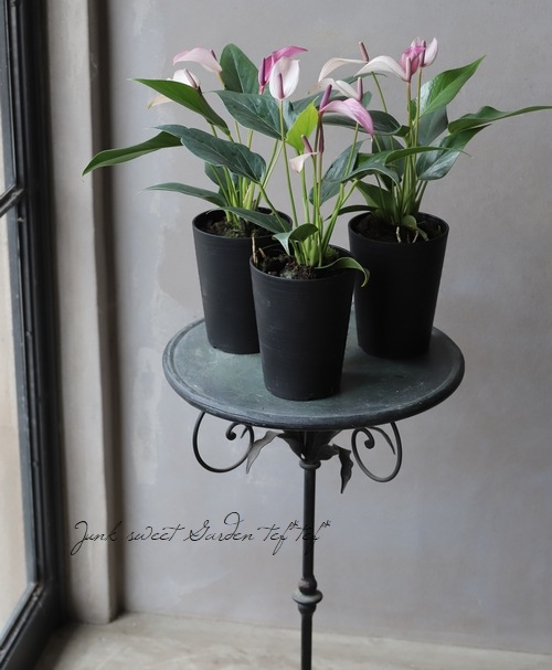 �ڴ��տ�ʪ�ۡ����󥹥ꥦ�ࡦ����ɥ쥢�ʥࡡ�إ�������