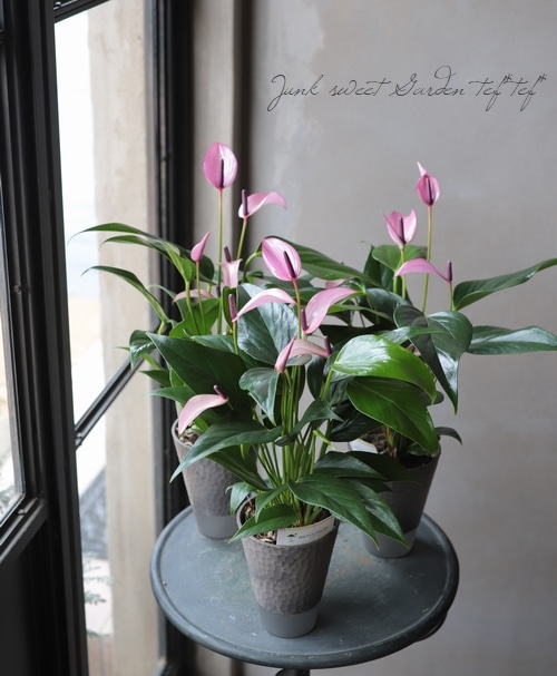 �ڴ��տ�ʪ�ۡ����󥹥ꥦ�ࡦ����ɥ쥢�ʥࡡ�إ�������