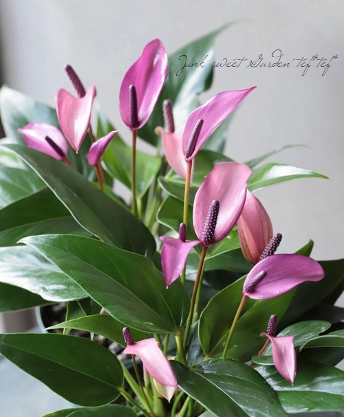 �ڴ��տ�ʪ�ۡ����󥹥ꥦ�ࡦ����ɥ쥢�ʥࡡ�إ�������