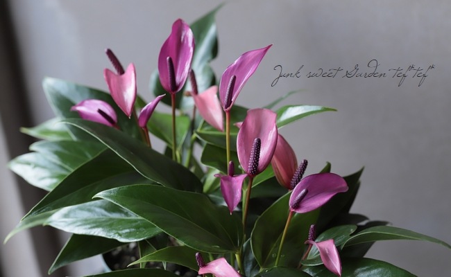 �ڴ��տ�ʪ�ۡ����󥹥ꥦ�ࡦ����ɥ쥢�ʥࡡ�إ�������