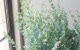 ���ե桼���ꡡ�إࡼ��饰����� ������ޤ�ݻ�Ω��