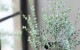 ���ե桼���ꡡ�إࡼ��饰����� ������ޤ�ݻ�Ω��