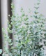 ���ե桼���ꡡ�إࡼ��饰����� ������ޤ�ݻ�Ω��