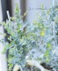 ���ե桼���ꡡ�إࡼ��饰����� ������ޤ�ݻ�Ω��