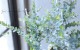 ���ե桼���ꡡ�إࡼ��饰����� ������ޤ�ݻ�Ω��