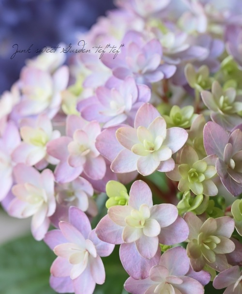 紫陽花 ハイドランジア 紫陽花 『ブリーディングセレクション 19B』 | すべて