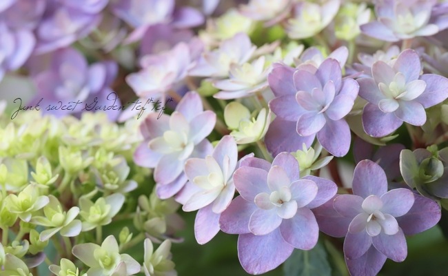 ハイドランジア 紫陽花 『ブリーディングセレクション 19B』 | すべて