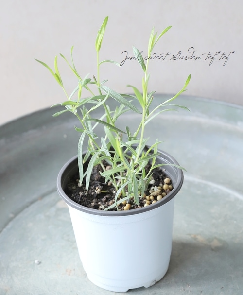 �ڥϡ��֡� �إե������饴��� �ϥ��֥�å�