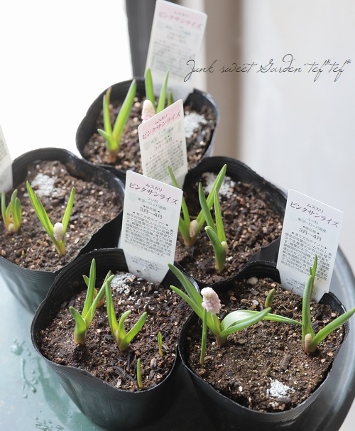 □【球根植物】 ムスカリ 『ピンクサンライズ』 | すべての商品