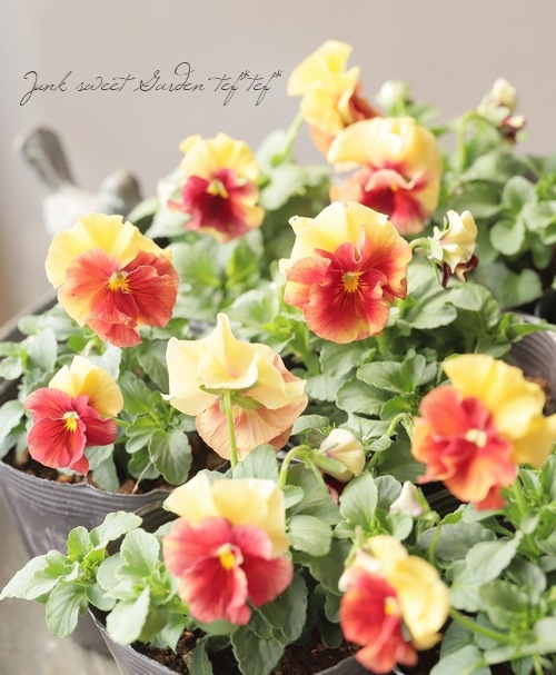 R*U様 希少✳︎今期新品種パルプンテビオラ多花性ブルー花苗 R*U様 希少✳︎今期新品種パルプンテビオラ多花性ブルー花苗