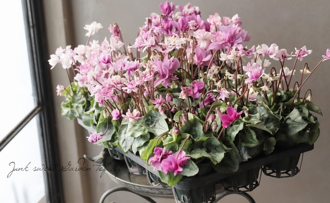 シクラメン フェアリーピコ 3寸ポット シクラメン フェアリーピコ 3寸