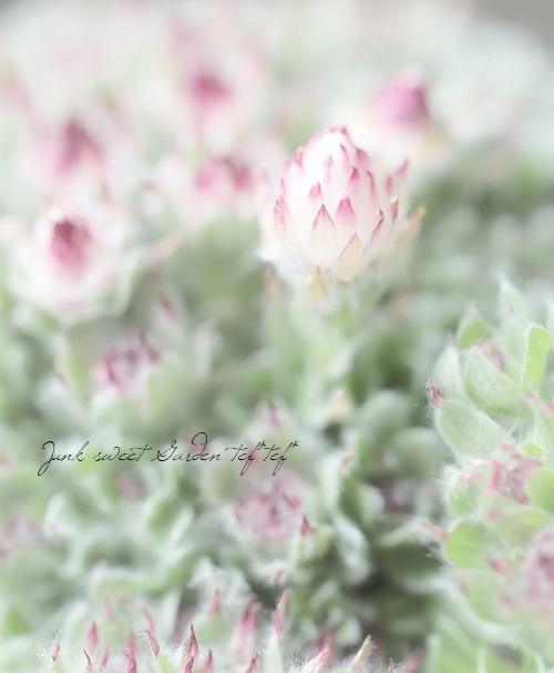 �إꥯ�ꥵ�ࡡ�إߥ�ե���ǥ�������