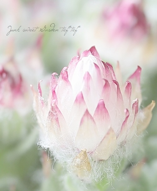 ヘリクリサム 『ミルフォルディアエ』 | すべての商品 | | Junk sweet