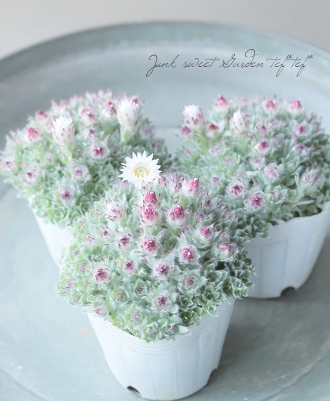 ヘリクリサム 『ミルフォルディアエ』 | すべての商品 | | Junk sweet