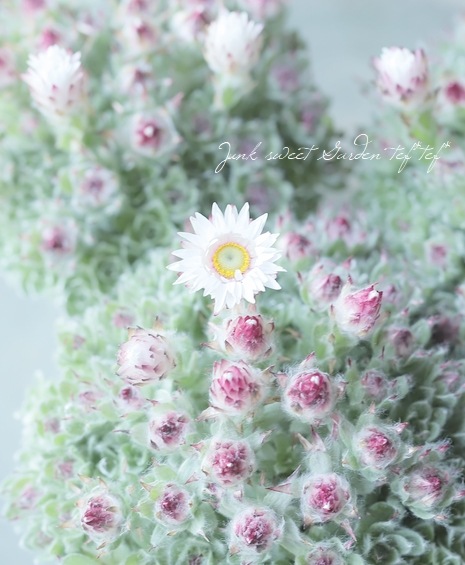 �إꥯ�ꥵ�ࡡ�إߥ�ե���ǥ�������