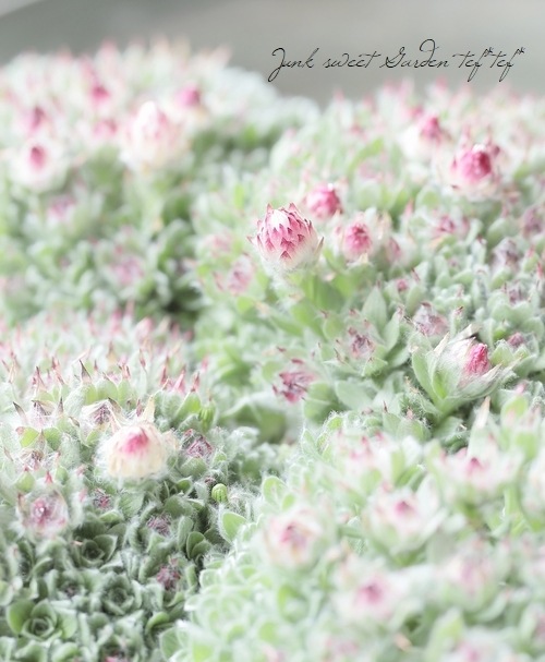 �إꥯ�ꥵ�ࡡ�إߥ�ե���ǥ�������