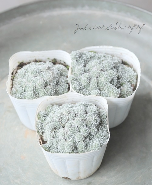 �إꥯ�ꥵ�ࡡ�إߥ�ե���ǥ�������