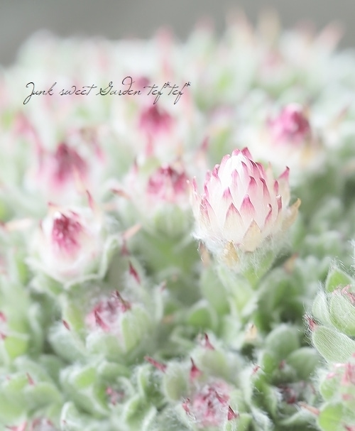 ヘリクリサム 『ミルフォルディアエ』 | すべての商品 | | Junk sweet