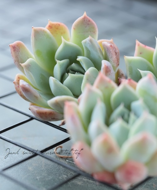 ��¿����ʪ�ۡ��إۥåȥԥ󥭡��١������٥ꥢ°��