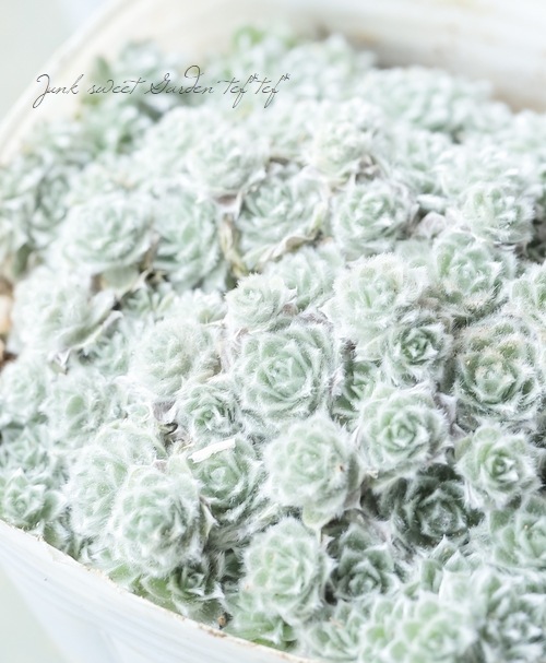 �إꥯ�ꥵ�ࡡ�إߥ�ե���ǥ�������