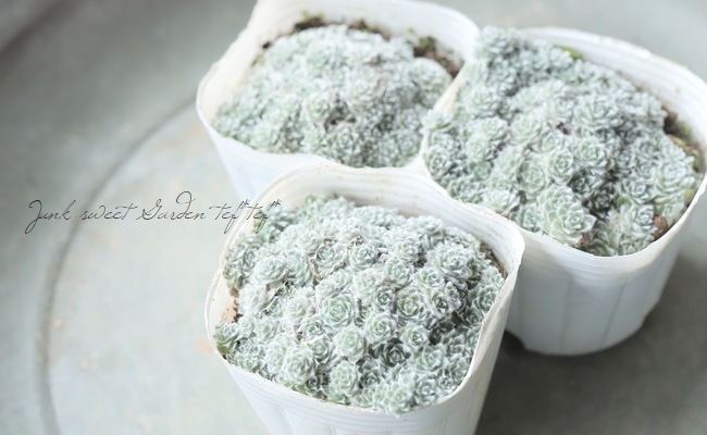 �إꥯ�ꥵ�ࡡ�إߥ�ե���ǥ�������