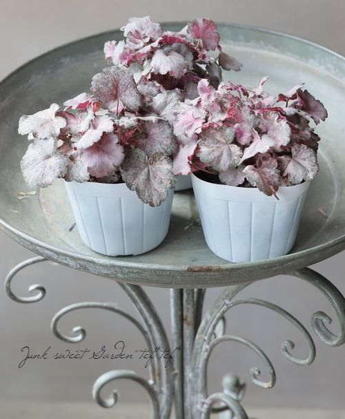 ヒューケラ 『ピンキーパンキー』 | すべての商品 | | Junk sweet