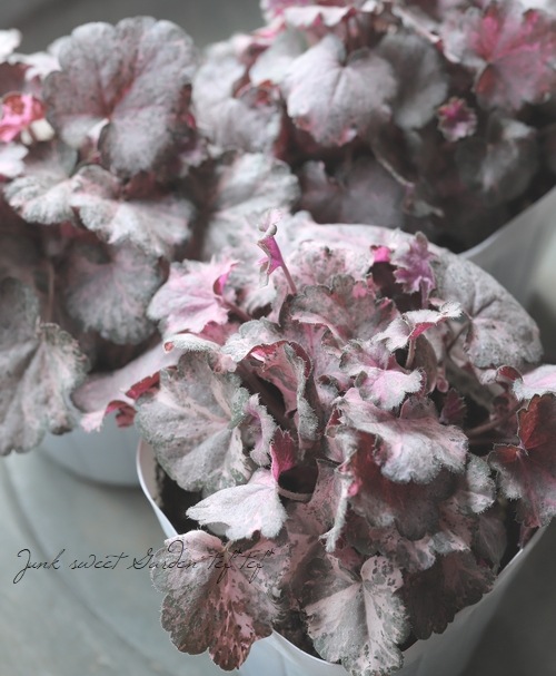 �ҥ塼���� ���إԥ󥭡��ѥ󥭡���