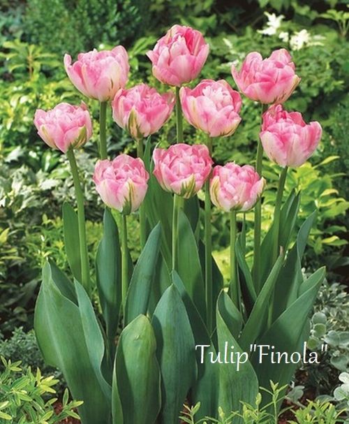 球根】ラブラドール 5球 チューリップ レア品種 ボルドー フリンジ咲き