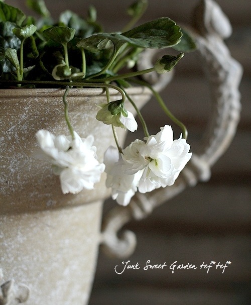 八重咲きパルマスミレ ニオイスミレ 『スワンリー・ホワイト