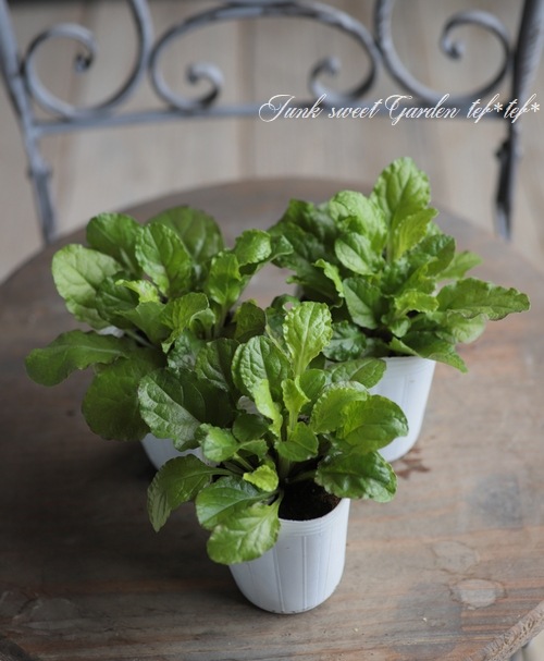 ���֥����奬���إԥ󥯥���ա�