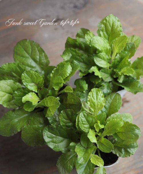 ���֥����奬���إԥ󥯥���ա�