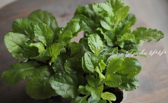 ���֥����奬���إԥ󥯥���ա�