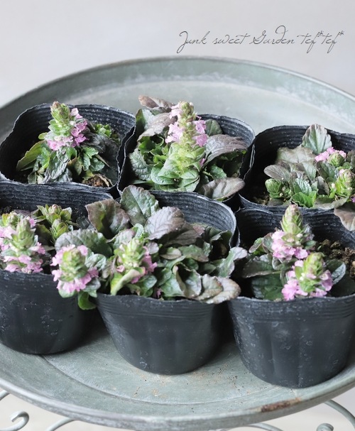 ���֥����奬���إԥ󥯥���ա�