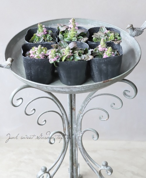 ���֥����奬���إԥ󥯥���ա�