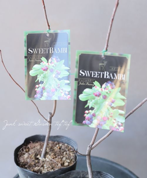 �ڲ̼��� �������塼��٥꡼ �إ������ȥХ�ӡ� �����ɤ�������ѥ����ʼ�