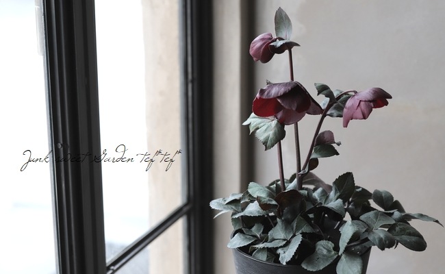 クリスマスローズ Ice N'roses 氷の薔薇 『メルロー』 | すべての商品