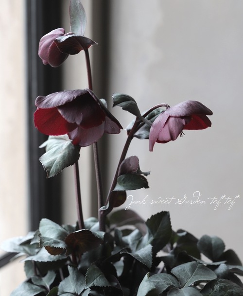 クリスマスローズ Ice N'roses 氷の薔薇 『メルロー』 | すべての商品