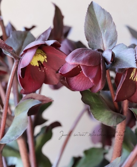 クリスマスローズ Ice N'roses 氷の薔薇 『メルロー』 | すべての商品
