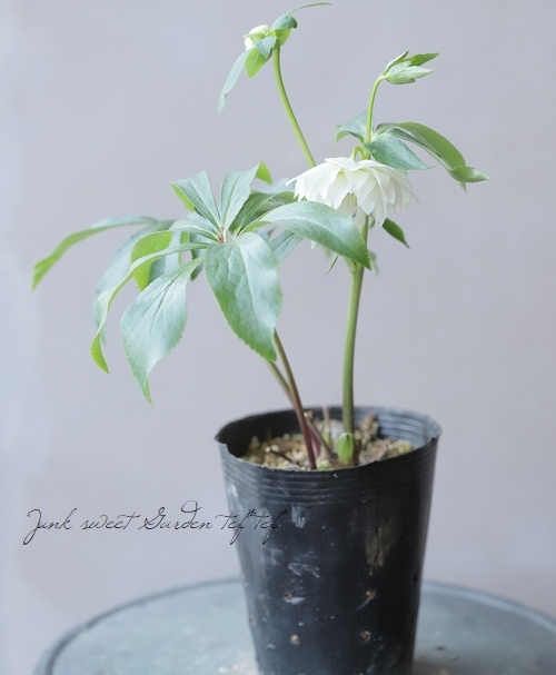 横山園芸】クリスマスローズ 『ダブル』 【G】 | すべての商品