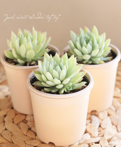 多肉植物】 『ファンファーレ』 セデベリア属 いとうぐりーん | すべて