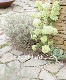 �ӥС��ʥࡦ�����ǥޥꡡ�إޥ������ե���ࡦ���ƥ꡼���������͵��餭����