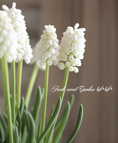 球根植物】 ムスカリ 『ホワイトマジック』 約2～3球植え | すべての