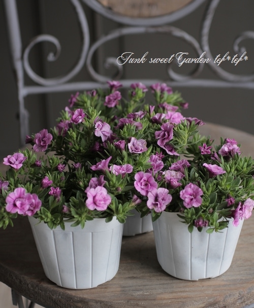 カリブラコア・ティエルノ 『ダブル・ピンク』 | すべての商品