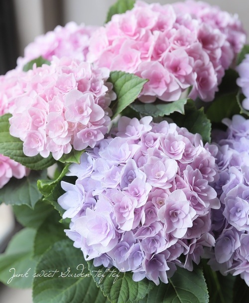 八重咲き紫陽花 フロレンティーナ Flower Species アジサイ Junk Sweet Garden Tef Tef