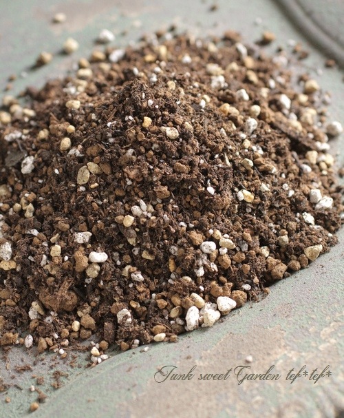 New�إ��ꥸ�ʥ������ڡ١� *tef*tef*���ҥǥ�����20L��1��