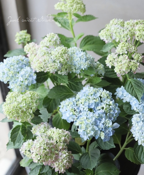 おたふく紫陽花 手まり咲き 『三河千鳥 -ミカワチドリ-』お色