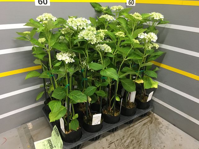 ハニー★紫陽花・雲・桜３点セット★ トトリュ ハニー☆紫陽花・雲・桜3点セット☆ トトリュ skryk_top.jpg